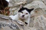 Боевая кошка